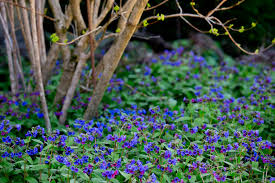 Attēlu rezultāti vaicājumam “Pulmonaria angustifolia fruit”