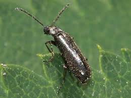 Attēlu rezultāti vaicājumam “Dasytes sp.”