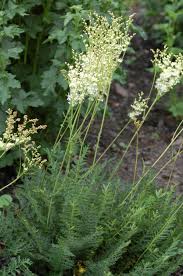 Image result for Filipendula vulgaris