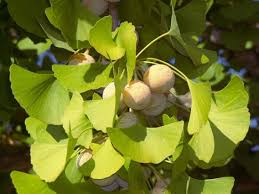 Attēlu rezultāti vaicājumam “Ginkgo biloba fruit”