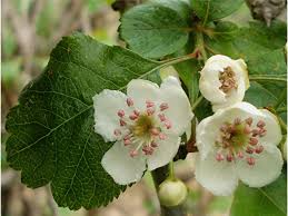 Attēlu rezultāti vaicājumam “Crataegus laevigata”