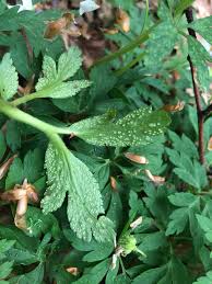 Attēlu rezultāti vaicājumam “Ochropsora ariae”