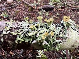 Attēlu rezultāti vaicājumam “Hypoxylon fuscum”