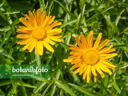 Image result for Buphthalmum salicifolium
