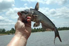 Image result for Ictalurus furcatus