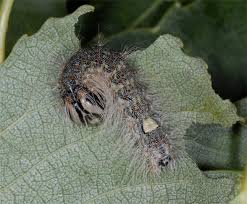 Attēlu rezultāti vaicājumam “Acronicta megacephala”