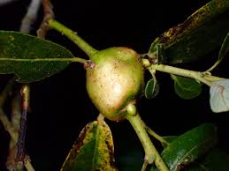 Attēlu rezultāti vaicājumam “Rabdophaga salicis”