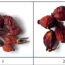 Attēlu rezultāti vaicājumam “Rosa subcanina fruit”