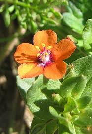 Attēlu rezultāti vaicājumam “Anagallis arvensis”