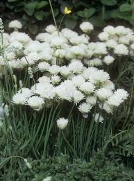 Attēlu rezultāti vaicājumam “Allium schoenoprasum flower”