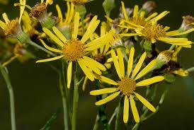 Attēlu rezultāti vaicājumam “Jacobaea paludosa”