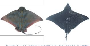 Image result for Aetobatus ocellatus