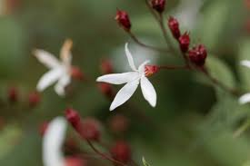 Attēlu rezultāti vaicājumam “Gillenia trifoliata flower”