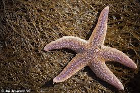Image result for Asterias rubens