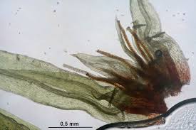 Attēlu rezultāti vaicājumam “Pohlia cruda”