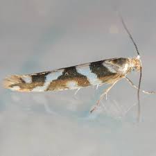 Attēlu rezultāti vaicājumam “Argyresthiidae”