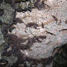 Attēlu rezultāti vaicājumam “Cystostereum murrayi”