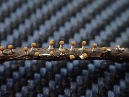 Attēlu rezultāti vaicājumam “Physarum melleum”