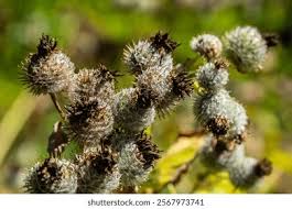 Attēlu rezultāti vaicājumam “Arctium tomentosum fruit”