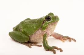 Attēlu rezultāti vaicājumam “Hyla arborea”