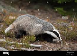 Attēlu rezultāti vaicājumam “Meles meles adult”