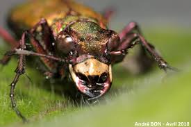 Attēlu rezultāti vaicājumam “Cicindela campestris imago”