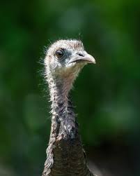 Attēlu rezultāti vaicājumam “Meleagris male”