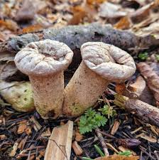 Attēlu rezultāti vaicājumam “Calvatia excipuliformis”