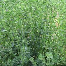 Attēlu rezultāti vaicājumam “Medicago sativa subsp. falcata”