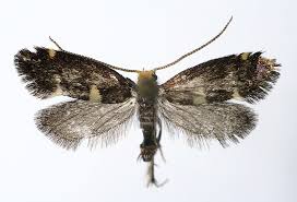 Attēlu rezultāti vaicājumam “Incurvaria oehlmanniella”