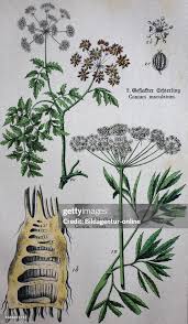 Attēlu rezultāti vaicājumam “Cicuta virosa”