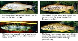 Image result for Salmo dentex