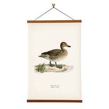 Image result for Anas acuta