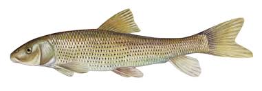 Image result for Minytrema melanops