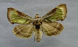 Attēlu rezultāti vaicājumam “Diachrysia tutti”