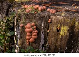 Attēlu rezultāti vaicājumam “Lycogala conicum spores”