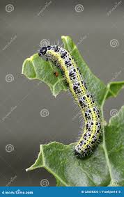 Attēlu rezultāti vaicājumam “Pieris brassicae larva”