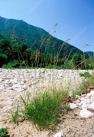 Attēlu rezultāti vaicājumam “Poa compressa”