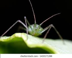 Attēlu rezultāti vaicājumam “Aphididae”