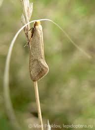 Attēlu rezultāti vaicājumam “Nematopogon sp.”