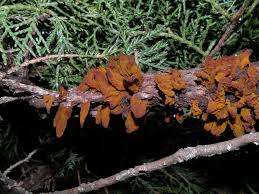 Attēlu rezultāti vaicājumam “Gymnosporangium sabinae”