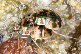 Attēlu rezultāti vaicājumam “Omophron limbatum”