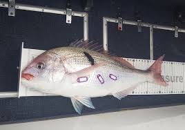 Image result for Polysteganus undulosus