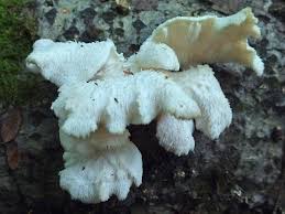 Attēlu rezultāti vaicājumam “Hericium cirrhatum”
