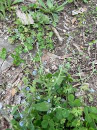 Attēlu rezultāti vaicājumam “Myosotis stricta”