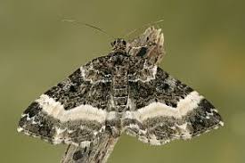 Attēlu rezultāti vaicājumam “Euphyia unangulata”