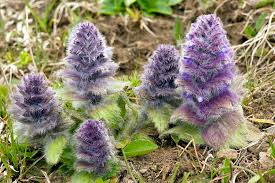 Attēlu rezultāti vaicājumam “Ajuga pyramidalis”