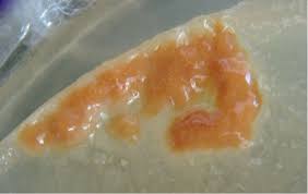 Attēlu rezultāti vaicājumam “Didymium annulisporum young”