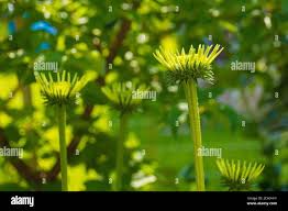 Attēlu rezultāti vaicājumam “Echinacea purpurea bud”