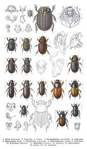 Attēlu rezultāti vaicājumam “Scarabaeidae”